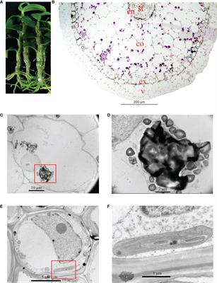 Physiological and transcriptomic analysis uncovers salinity stress mechanisms in a facultative crassulacean acid metabolism plant Dendrobium officinale